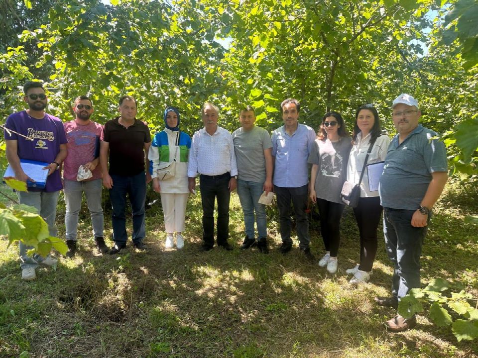 Fındıkta rekolte çalışmalarına başlanıldı
