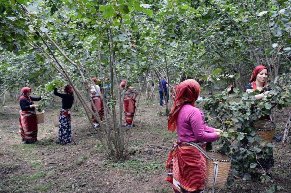 “Fındık dalda aklın işçide kalmasın” projesi başladı