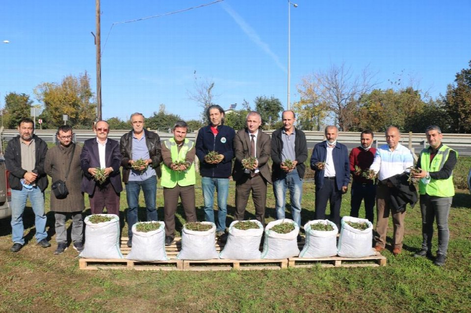 Ordu’da salep üretimi yaygınlaşıyor