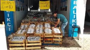 Fatsalı balıkçılar Sinop ve Zonguldak bölgesinde avlanıyorlar