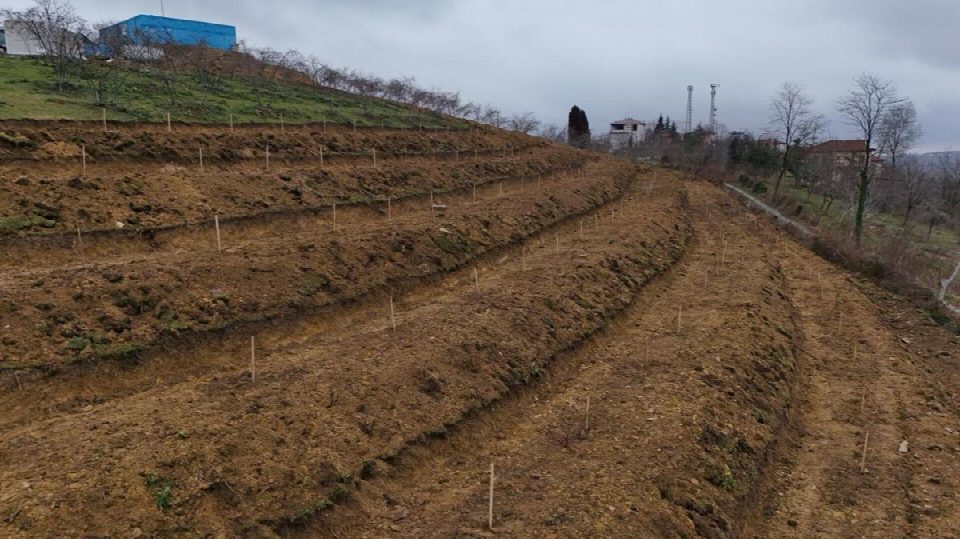 Fındıkta yeni teknikler... Ordu büyükşehir belediyesi iştiraki ORTAR, fındık bahçelerinde teraslama, tek dal modeli ve toprak altı damla sulama sistemleri uygulamaya başladı