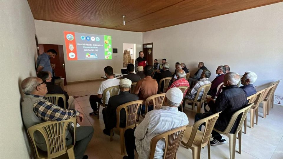 Kahverengi kokarcaya karşı fındık arazilerinde ilaçlı mücadele zamanı