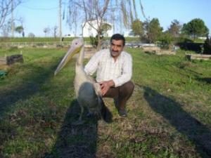 YARALI PELİKAN ORMANCILARIN KORUMASI ALTINDA