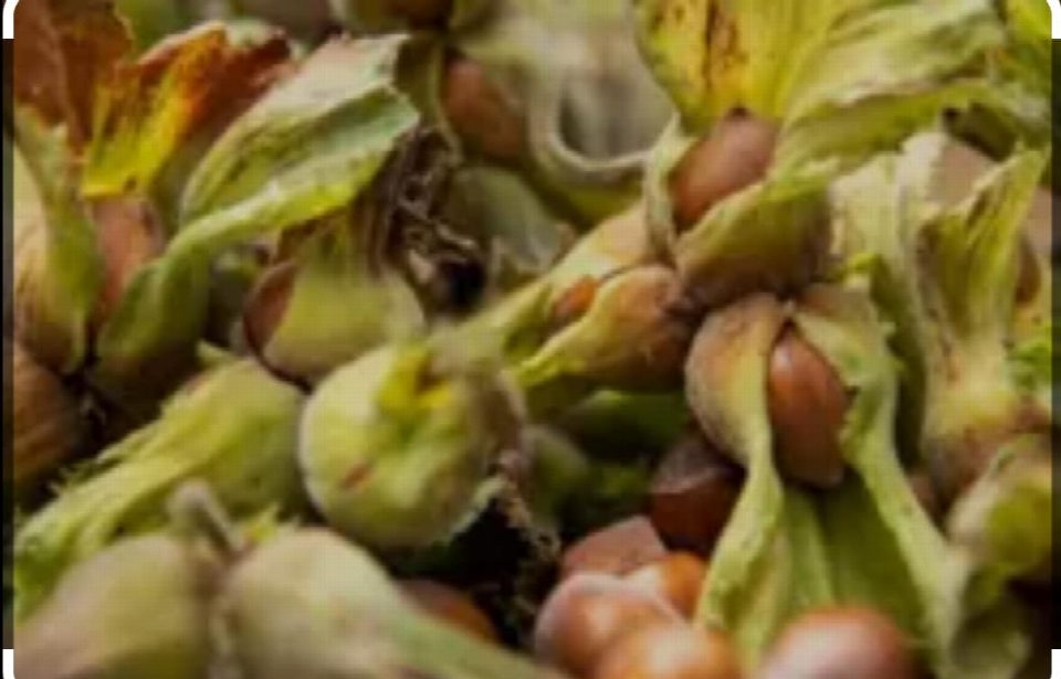 FERRERO YENİ DÖNEM HEDEFLERİNİ AÇIKLADI