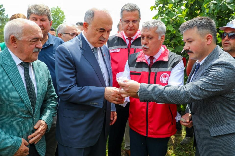 Fatsa'da 6 bin Samuray arısı doğaya salındı