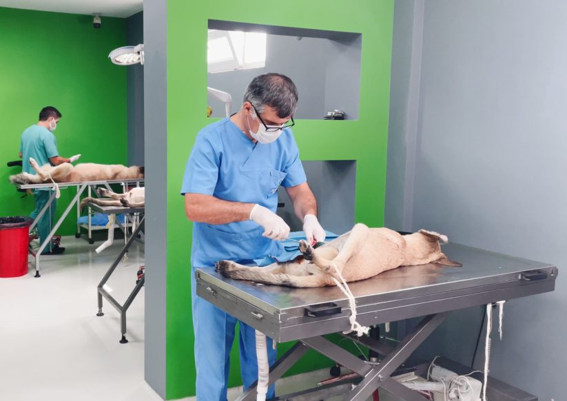 Hayvan hastanesinde 12 bin 658 can yaşama tutundu