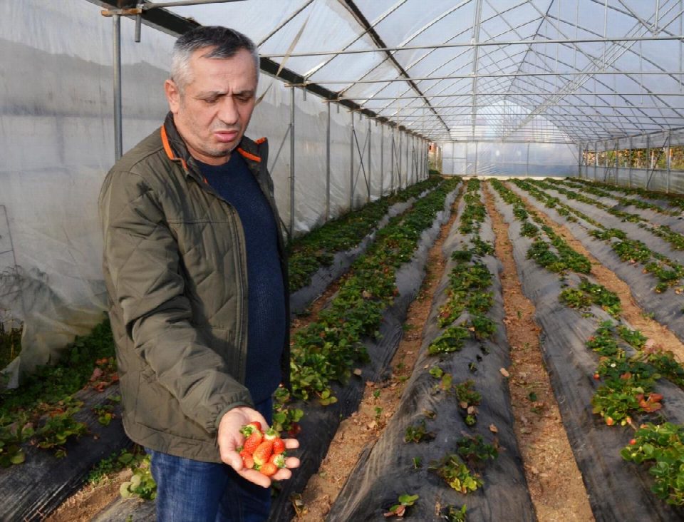 Fatsa’da çilek üretimi üreticiyi sevindiriyor