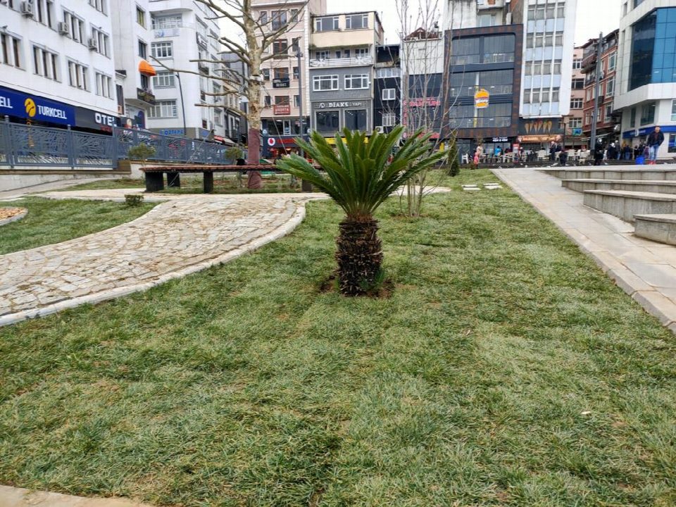 Fatsa meydanı yeşillendi
