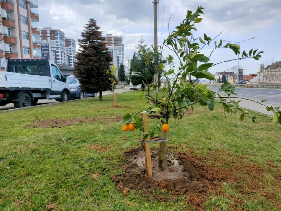 Ordu’nun park ve yeşil alanları narenciye bahçesine dönüşüyor