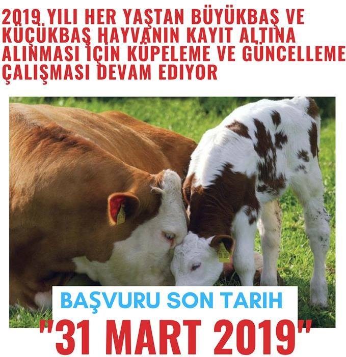 BÜYÜKBAŞ VE KÜÇÜKBAŞ HAYVAN YETİŞTİRİCİLERİMİZİN DİKKATİNE
