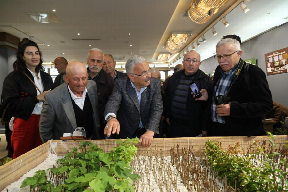 Ordu’da meyve üretimi seferberliği