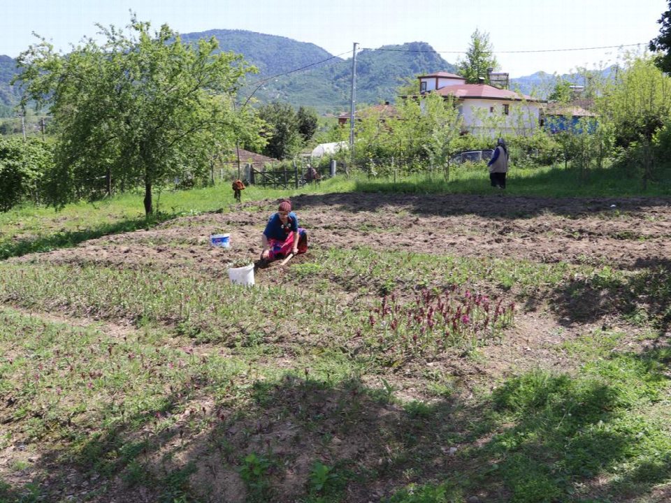 Salep hasadı başladı