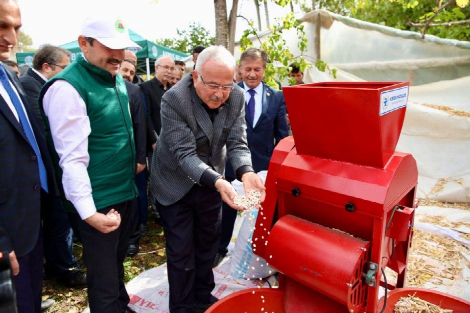 Akkuş fasulyesinde hasat zamanı