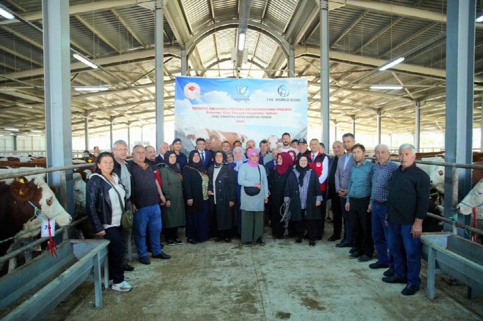 Dünya bankası destekli projede çiftçilere gebe simental düve desteği sağlandı