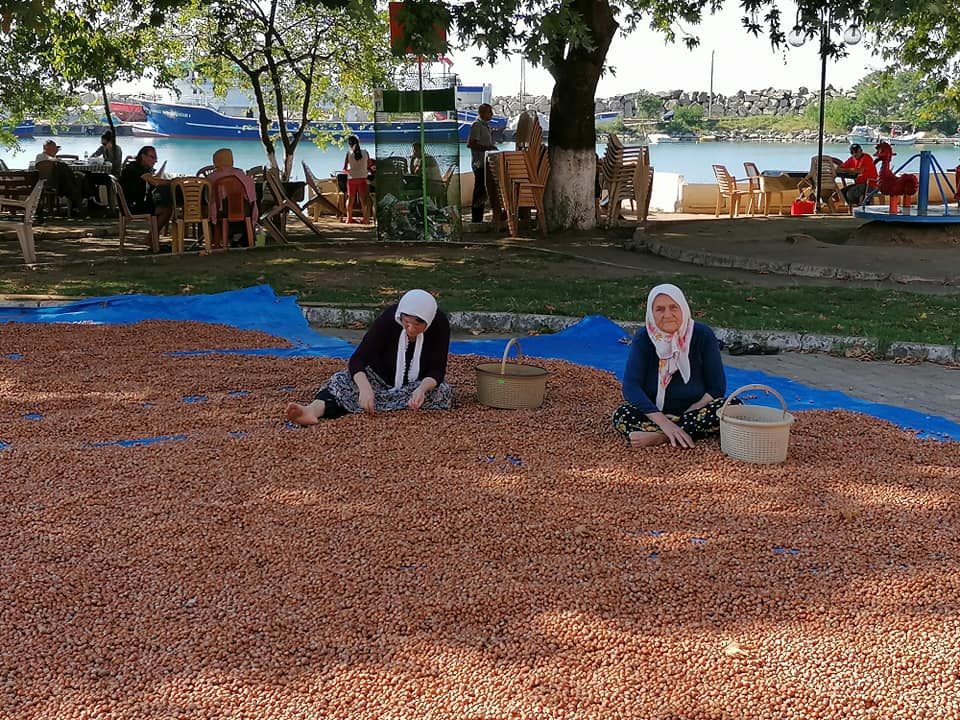 Fındık üreticileri harmanda