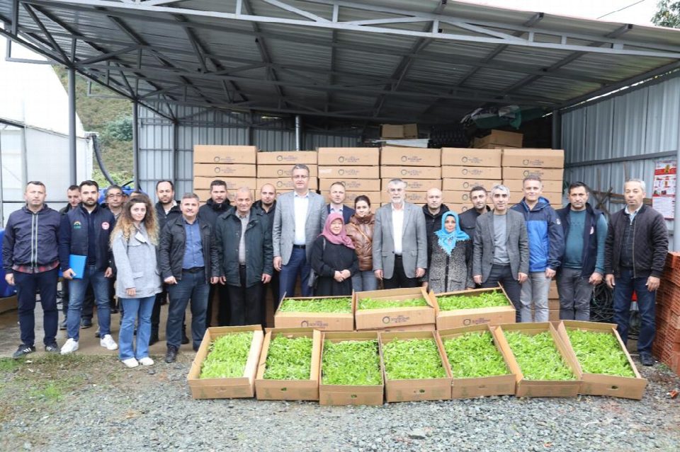 350 bin marul fidesi üreticilere dağıtıldı