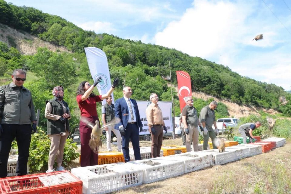 Fatsa’da Kokarca ve Keneyle mücadelede doğaya sülün salımı gerçekleştirildi