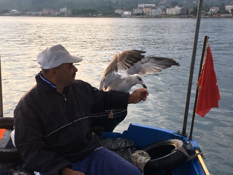 Kurnaz Martı ile balıkçının dostluğu
