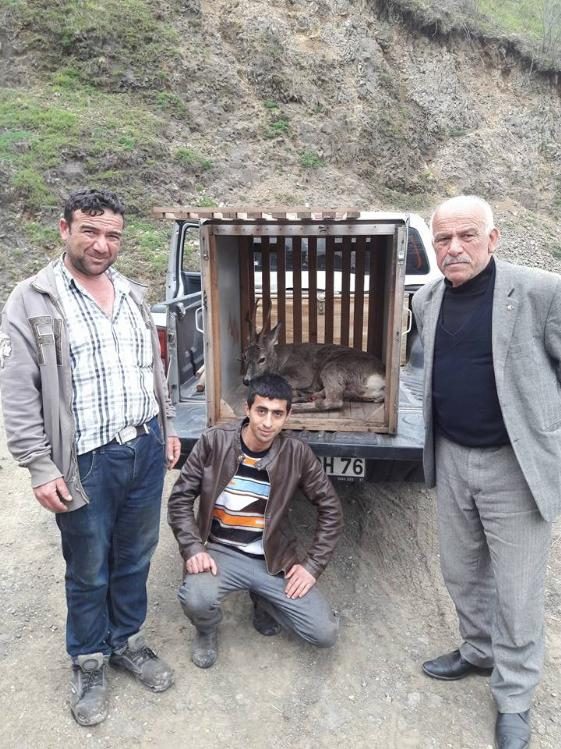 Yaralı Karacalara şefkat
