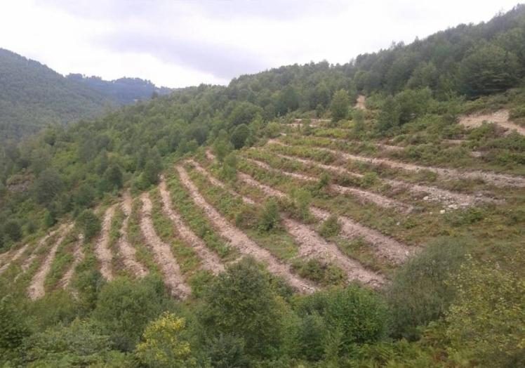 Ordu’da 6 ayda 1,4 milyon fidan üretildi