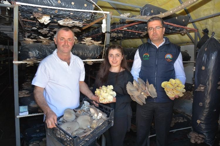 İstiridye mantarı yetiştiriciliği yaygınlaşıyor