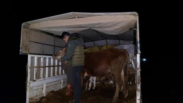 Fatsa’da kaçak hayvan denetimi
