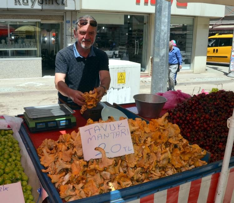 Orman mantarına ilgi yoğun