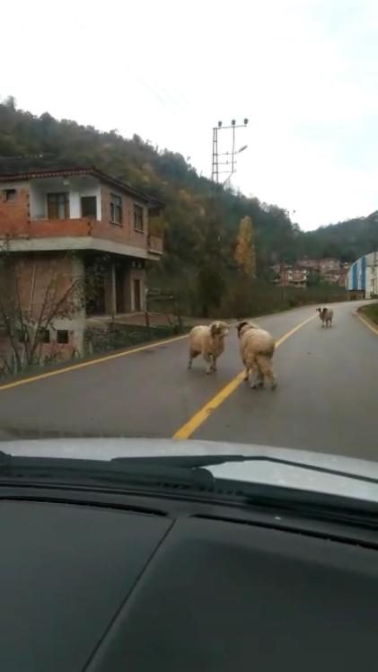 Koyunların boynuzlu aile kavgası kameralarda