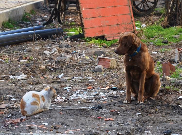 SOKAK KÖPEĞİ İLE KEDİNİN DOSTLUĞU