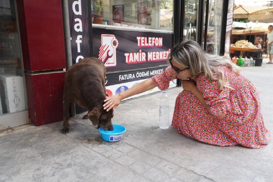 Yaz sıcağında susuz kalan can dostlara su bırakıldı