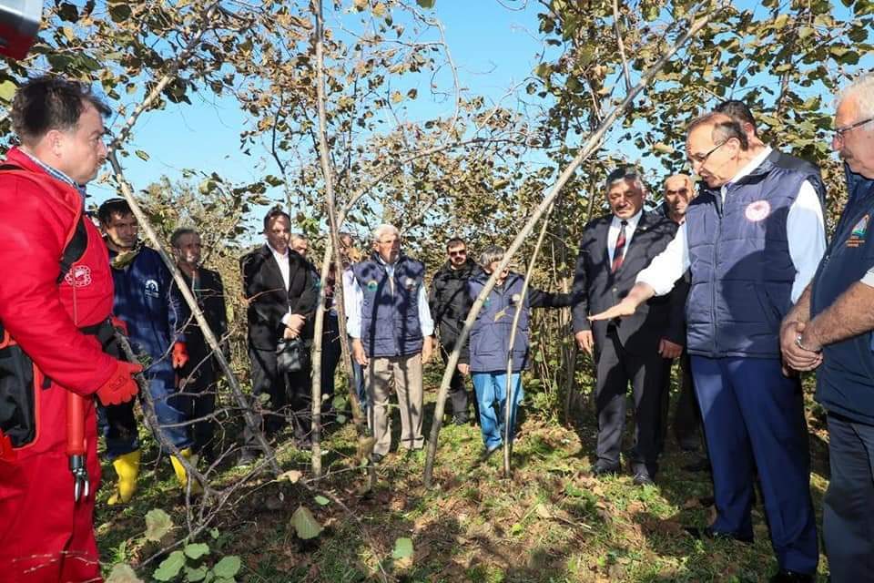 Vali Yavuz, Fındıkta örnek Budama çalışmalarını yerinde inceledi