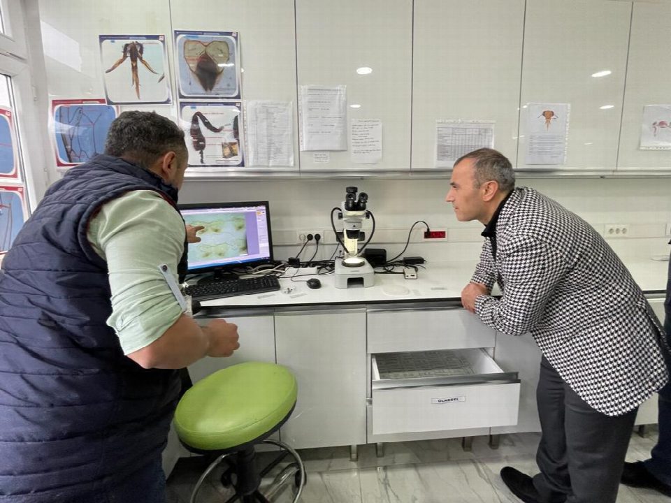 Seraların Doğal işçisi Bombus Arısı, Ordu’da üretiliyor