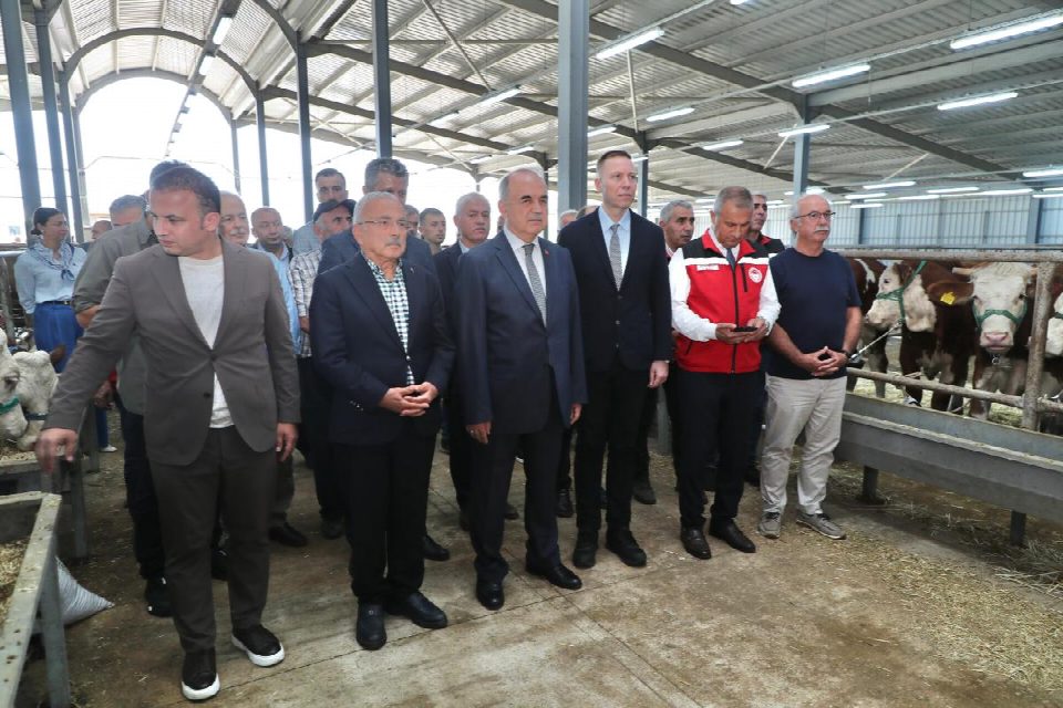 TULIP projesi kapsamında gebe Simental düve dağıtımı yapıldı