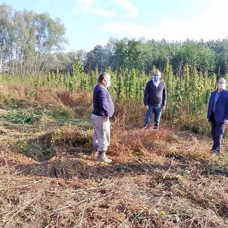 Fatsa'da kenevir hasadı başladı