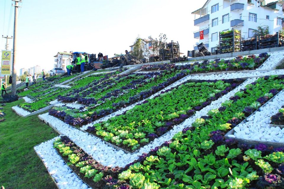 Ordu'da çiçekler açtı