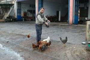 SANAYİ SİTESİ ESNAFLARININ TAVUKLARI BİR BAŞKA