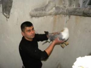 Kedilerden Kaçan Yaralı Martı Kurtarıldı