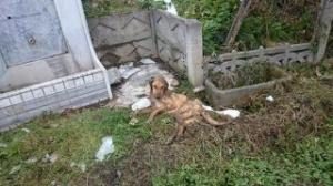 KUYUYA DÜŞEN KÖPEK OPERASYONLA KURTARILDI