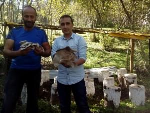 İLÇEMİZDE İSTİRİDYE MANTARI YETİŞTİRİCİLİĞİ YAYGINLAŞIYOR
