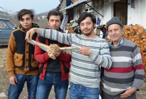 Yaralı baykuşa sahip çıktı