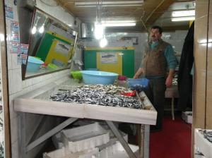 Hamsi, mezgit ve istavrite devam…