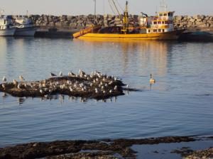 KUĞULAR FATSA’YI ÇOK SEVDİ