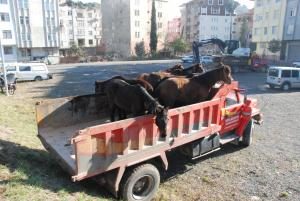 Zabıtadan Sahipsiz At Operasyonu