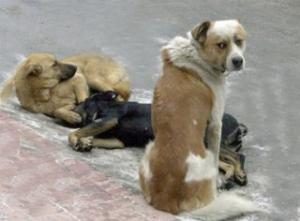 Başıboş köpekler Korku Saçıyor