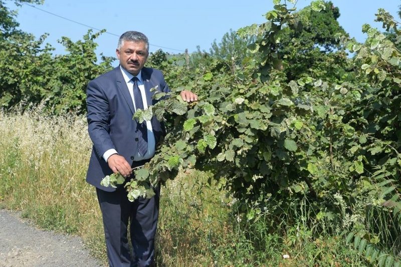 TMO 2 bin 800 ton fındık aldı