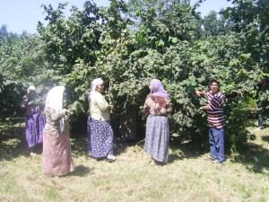 FINDIKTA İHRACAT RAKAMLARI BELLİ OLDU