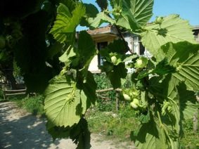 Bir milyon ton fındık lazım…