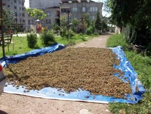 FINDIKLAR ŞEHİR İÇİNDEKİ YERLERİNİ ALMAYA BAŞLADI