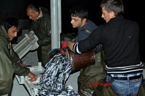 HAMSİ BOLLAŞTI, FİYATLAR DÜŞTÜ