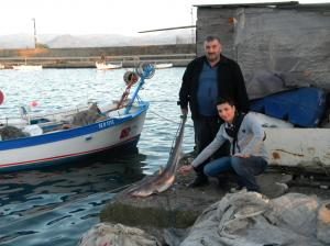 Hamsi Avında Köpek Balığı Tuttular